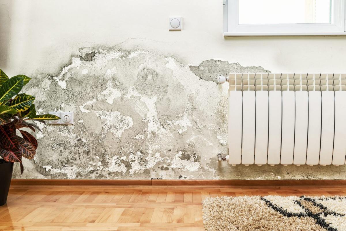 mold removal