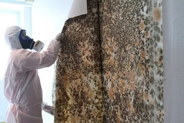 Technician removing mold from a wall in an El Paso, TX property